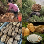 昭通小草坝天麻长什么样子：古德生物解锁道地天麻的形态密码